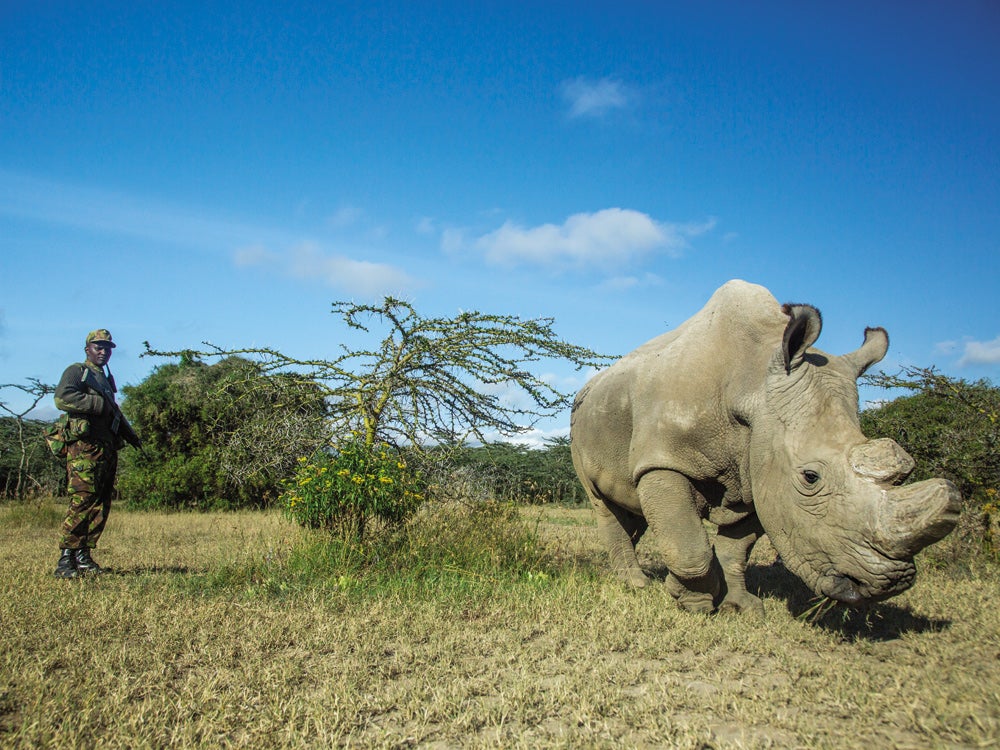rhino 6 student trial